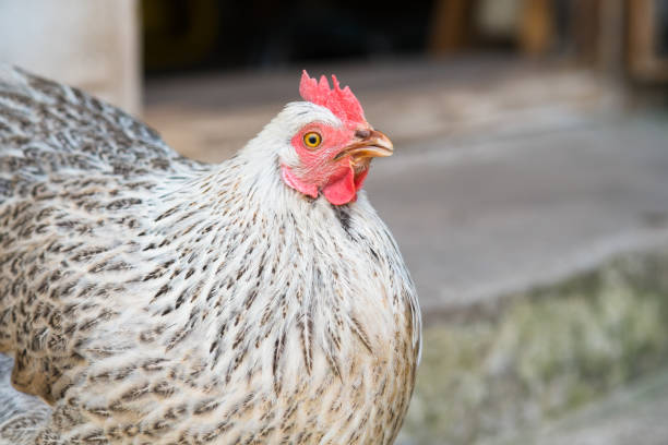 istock Free range gray chicken with red scallop on blurry background. Close up. 1318008932