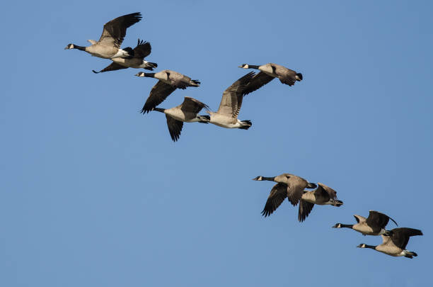 istock Flock of Canada Geese Flying in a Blue Sky 1318009335