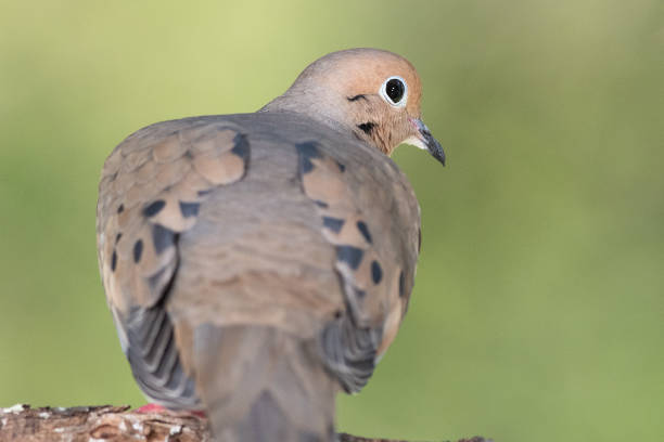istock Close Profile of a Mourning Dove While Perched on a Branch 1318009936