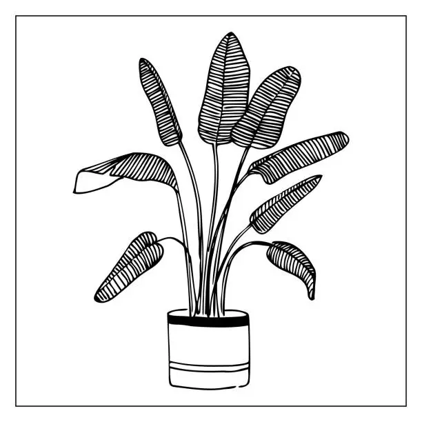 Vector illustration of Flowers in pot. Hand-drawn sketch graphic. Doodle style