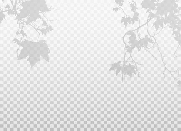 ветви с кленовыми листьями изолированы на прозрачном фоне. элемент декоративного дизайна. мягкие накладки с пустым пространством. две ветк - leaf plant twisty twisted stock illustrations
