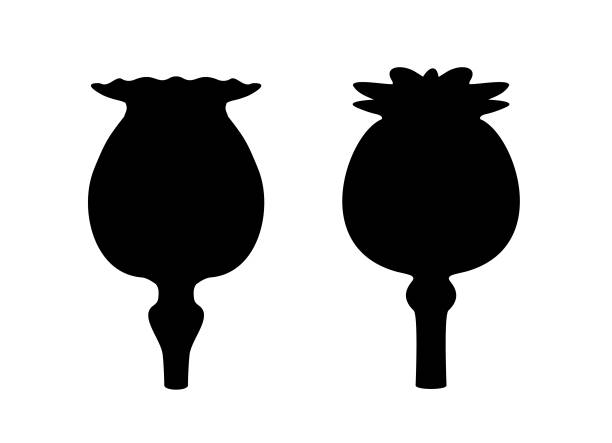 Poppy heads black silhouette. Icon, sign, logo. Flat vector illustration isolated on white. Close-up. EPS10. Poppy heads black silhouette. Icon, sign, logo. Flat vector illustration isolated on white. Close-up. EPS10. opium poppy stock illustrations