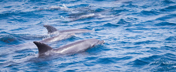 istock Wild dolphins swimming free in the ocean 1318011206