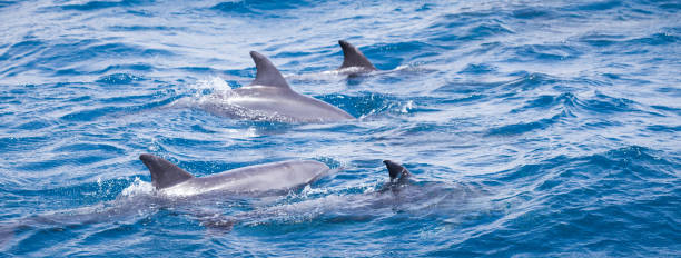 istock Wild dolphins swimming free in the ocean 1318011320