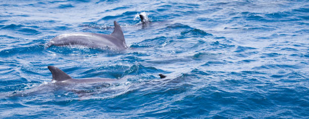 istock Wild dolphins swimming free in the ocean 1318011373