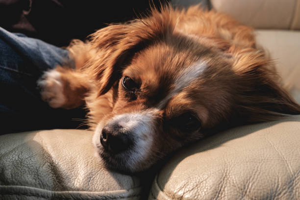 istock Little dog in relax 1318011638