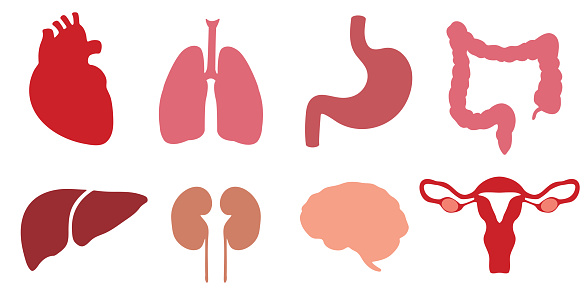 Human internal organs. Collection of organ icons. Vector elements