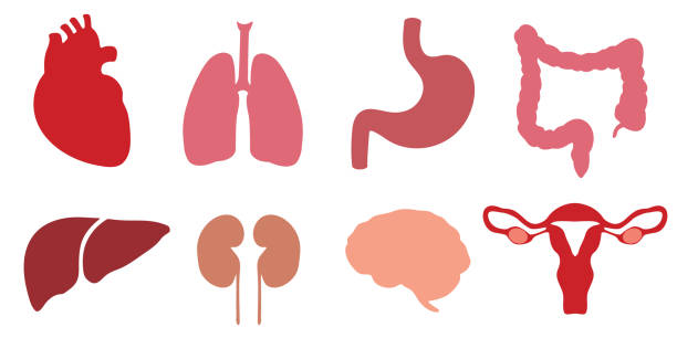 Human internal organs. Collection of organ icons. Vector elements Human internal organs. Collection of organ icons. Vector elements kidney organ stock illustrations