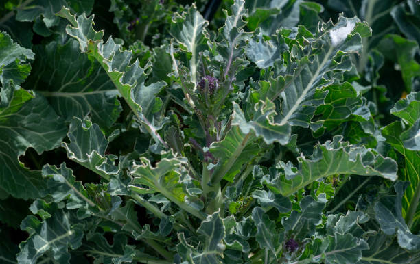 istock broccoli plant eaten by pigeons 1318012723