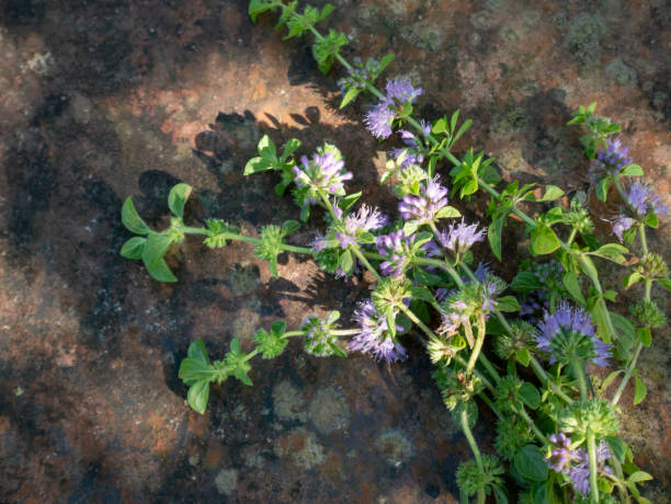 wild mint on vintage stone background (Mentha pulegium, commonly pennyroyal, also called mosquito plant and pudding grass.) wild mint on vintage stone background (Mentha pulegium, commonly pennyroyal, also called mosquito plant and pudding grass.) mentha pulegium stock pictures, royalty-free photos & images