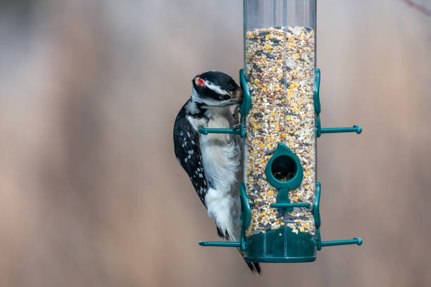 istock Downy woodpecker eating bird seed 1318015729