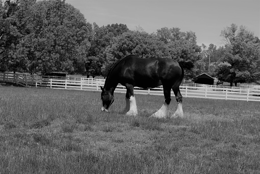 Ayoung woman rides a horse across fields, 34mm black and white film, Devon UK.