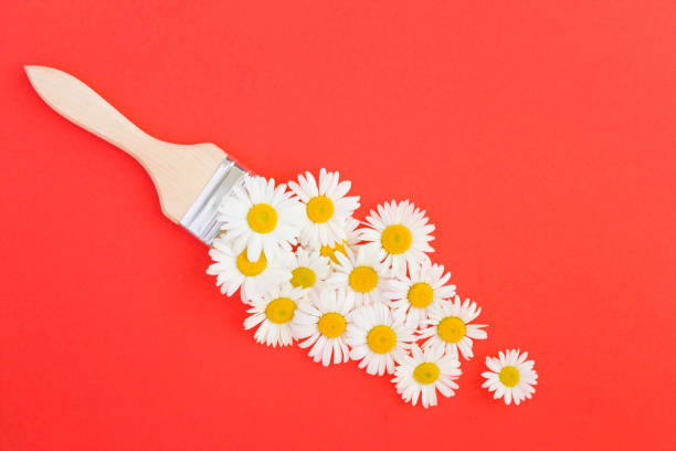 istock Paintbrush with chamomiles on the red background 1318016184