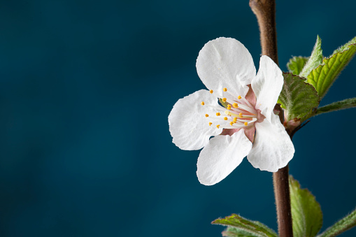 Creative photo of a white felt cherry blossom on a creative background that resembles a dark blue evening sky in a blur