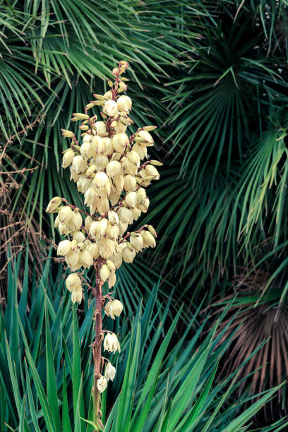 creamy spanish dagger on green palm