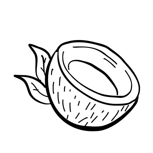 illustrations, cliparts, dessins animés et icônes de moitié de noix de coco fruit d’isolement sur le blanc - noix de coco