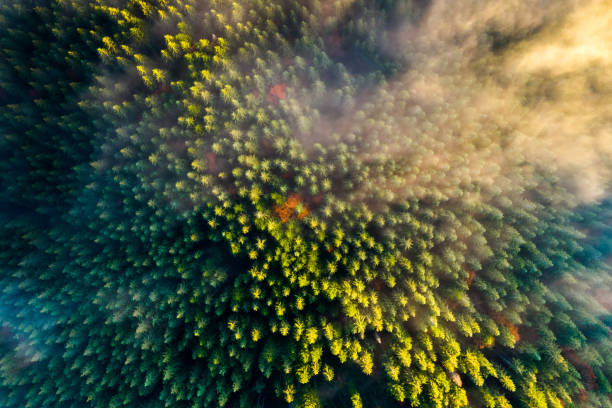 vue aérienne de la forêt verte dense de pin avec des auvents des épinettes et du feuillage luxuriant coloré dans les montagnes d’automne. - forest aerial view taiga treetop photos et images de collection