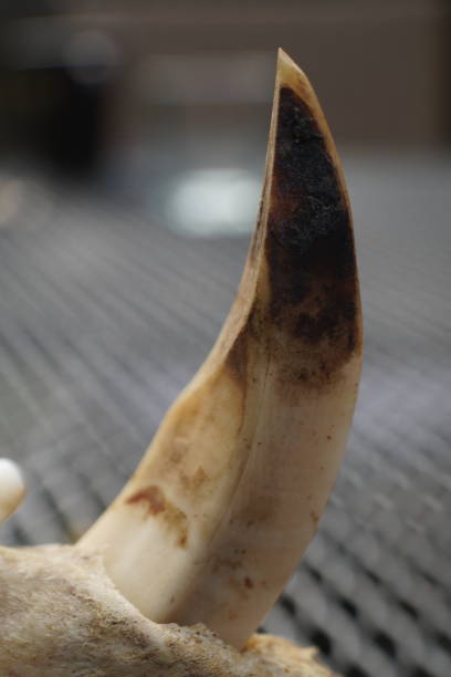istock Canine tooth of a wild boar 1318020992
