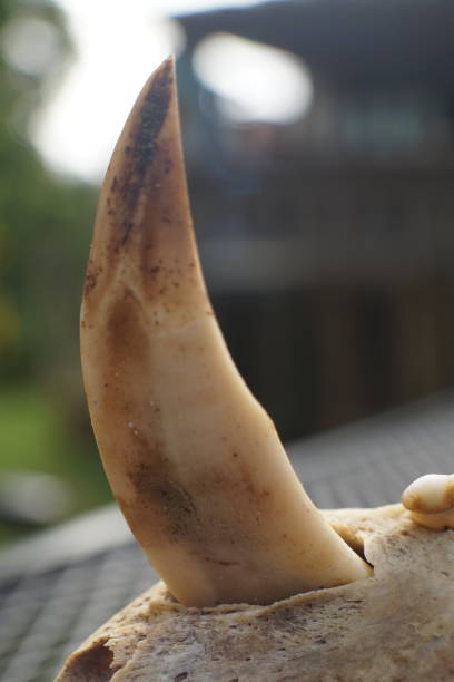 istock Canine tooth of a wild boar 1318021012
