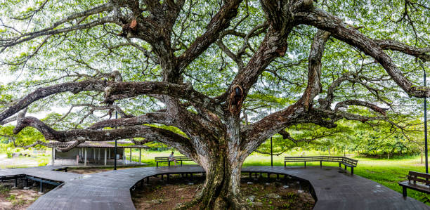 istock Wooden bench around the large green trees 1318021620