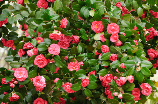 A camelia bush full of red blossoms.
