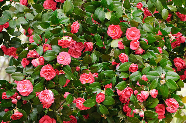 Red camelia bush A camelia bush full of red blossoms. camellia stock pictures, royalty-free photos & images