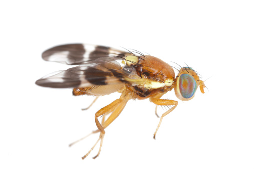 Walnut husk fly (Rhagoletis completa) it is quarantine species of tephritid or fruit flies whose larvae damage walnuts. Invasive pest in orchards. Isolated on a white background