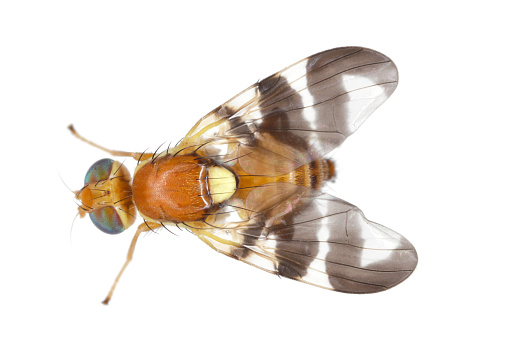 Walnut husk fly (Rhagoletis completa) it is quarantine species of tephritid or fruit flies whose larvae damage walnuts. Invasive pest in orchards. Isolated on a white background