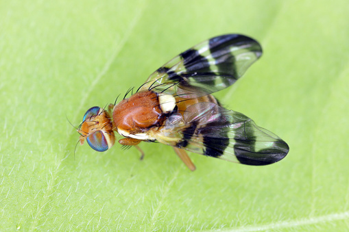 Walnut husk fly (Rhagoletis completa) it is quarantine species of tephritid or fruit flies whose larvae damage walnuts. Invasive pest in orchards.