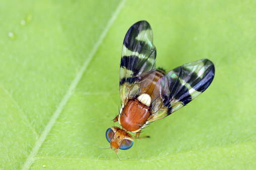 Walnut husk fly (Rhagoletis completa) it is quarantine species of tephritid or fruit flies whose larvae damage walnuts. Invasive pest in orchards.