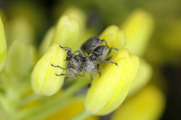 The cabbage seed pod weevil, Ceutorhynchus obstrictus (formerly called assimilis) is beetle from family Curculionidae, a pest of oilseed rape (canola) plants and and other cruciferous plants.