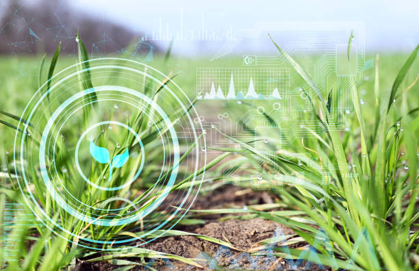 концепция выращивания сельскохозяйственных культур в полевых условиях, мониторинга и анализа данных с помощью датчиков и искусственного � - ohtani стоковые фото и изображения