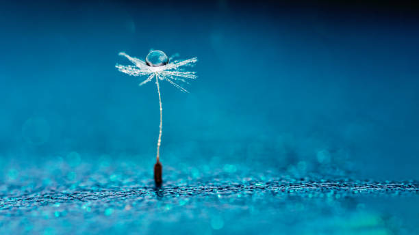 hermosas gotas de rocío en un macro de semillas de diente de león. hermoso fondo suave. gotas de agua en un diente de león en paracaídas. copiar espacio. enfoque suave en las gotas de agua. forma circular, fondo abstracto - dandelion water flower abstract fotografías e imágenes de stock