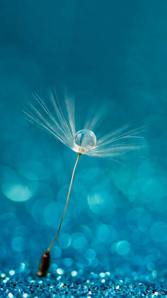 istock Beautiful dew drops on a dandelion seed macro. Beautiful soft background. Water drops on a parachutes dandelion. Copy space. soft focus on water droplets. circular shape, abstract background 1318024168