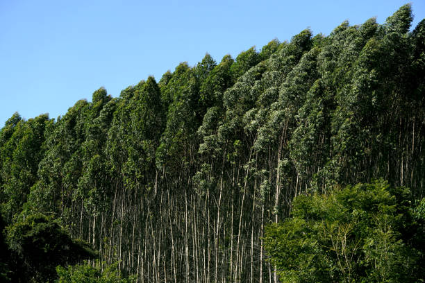 istock Eucalyptus trees on the blue sky background. 1318024827