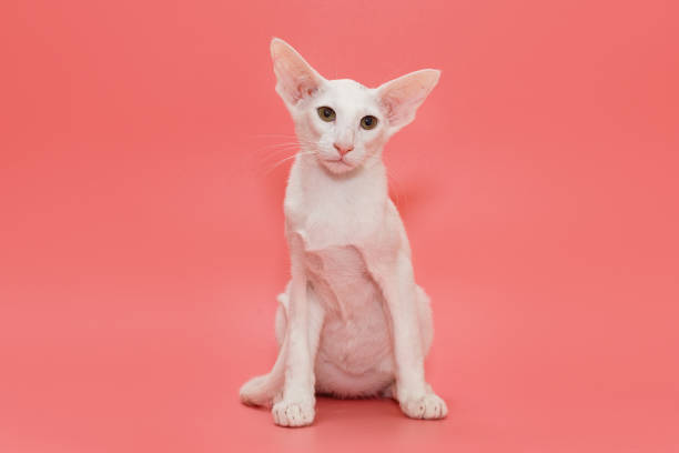 istock Oriental kitten of white color 1318025771