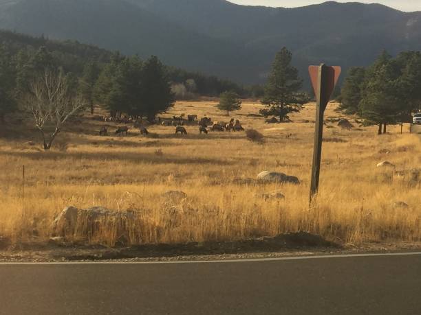 istock Herd of elk 1318025783