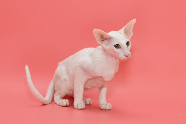 istock Oriental kitten of white color 1318025881