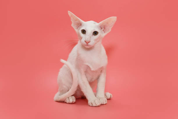 istock Small oriental kitten of white color 1318025930