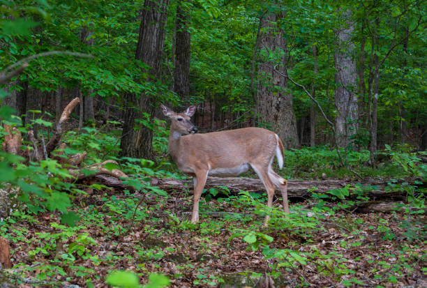 istock Deer in The Woods 1318026137