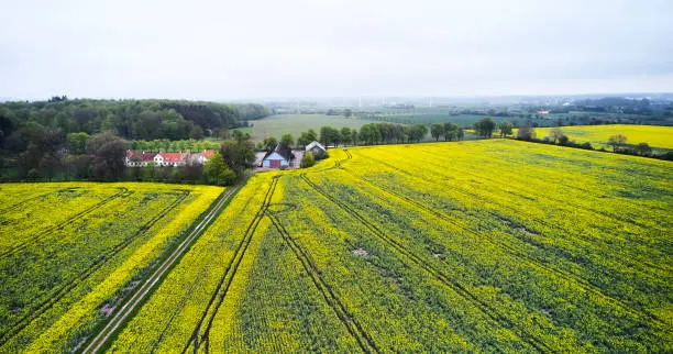 Agriculture in Denmark. Blooming rape field aerial view