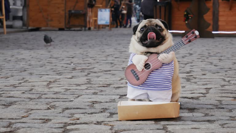 Cute funny pug dog earning with playing music wearing in costume with guitar on the city street