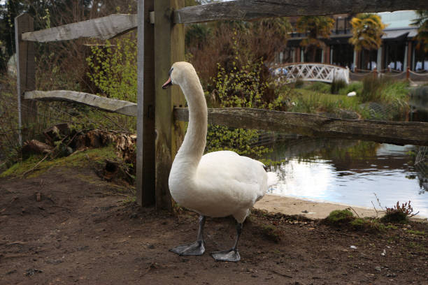 istock Swan cooling off in the water 1318026983