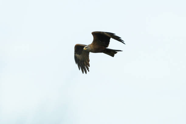 istock Bird of prey in flight 1318027016