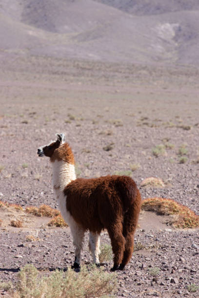 istock Llama at Atacama desert 1318027860