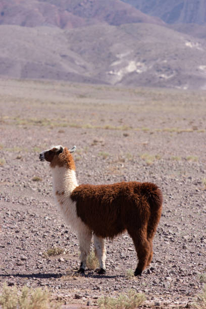 istock Llama at Atacama desert 1318027863