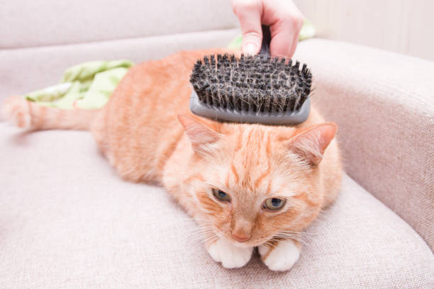 istock woman's hand combing a red cat's fur on a sofa 1318028277