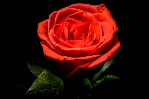 istock An orange petal on dark background 1318029083