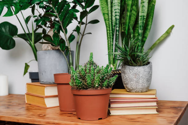 istock Potted plants on wooden table 1318029917