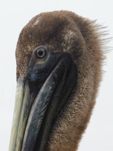 istock Juvenile brown pelican close up 1318030062